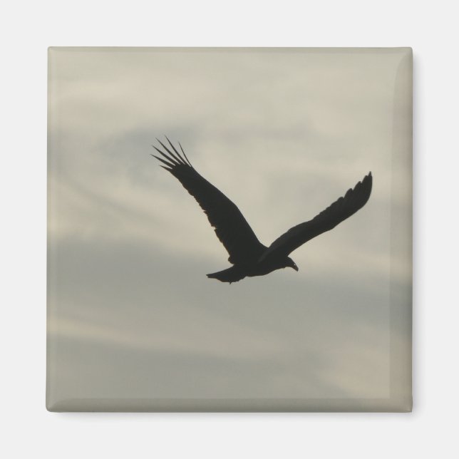 Aimant Vautour. (Devant)