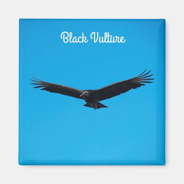 Aimant Vautour noir (Devant)