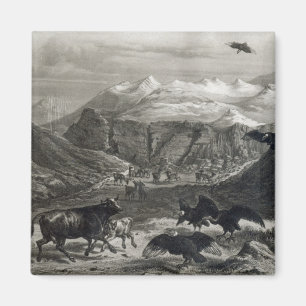 Aimant Veau attaqué par les condors