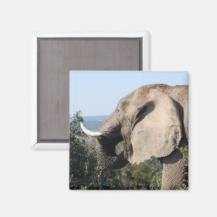 Aimant Végétation alimentaire des éléphants sauvages, Afr