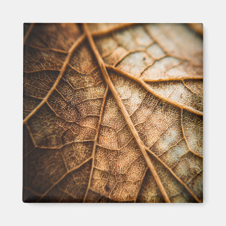 Aimant Veins of Autumn