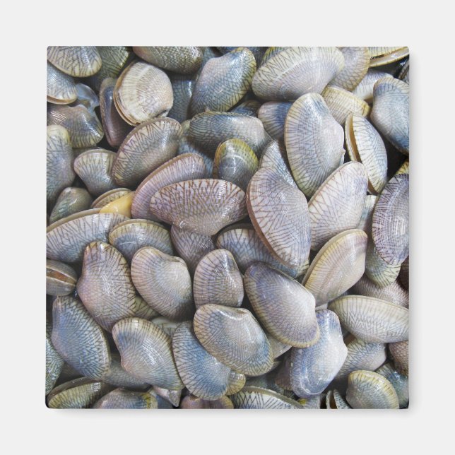 Aimant Venus Clam [ห อ ย ล า ย] (Devant)