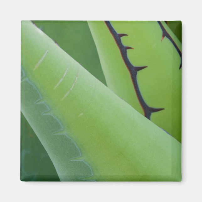 Aimant Vers Le Haut De L'Agave (Devant)
