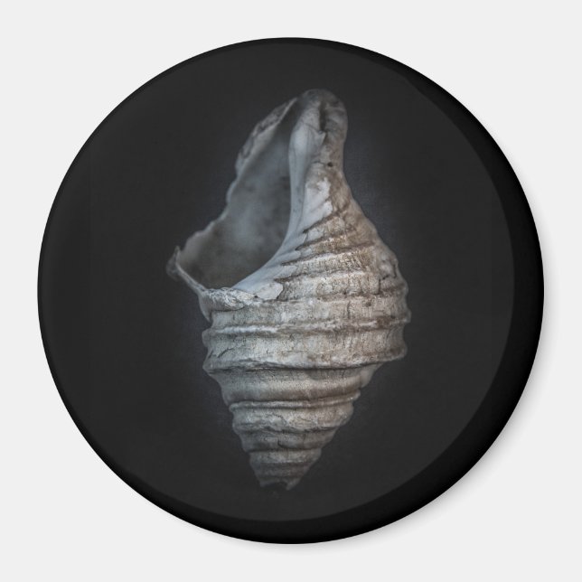 Aimant Version couleur Shells No 6 (Devant)