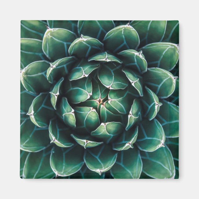 Aimant Vert et blanc Succulent (Devant)