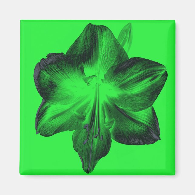 Aimant Vert foncé sur vert clair Amaryllis (Devant)
