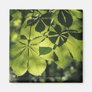 Aimant Vert sept feuilles de point avec l'illumination de