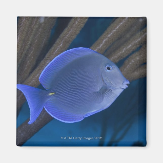 Aimant Vie sous-marine : Acanthurus coeruleus avec mer (Devant)