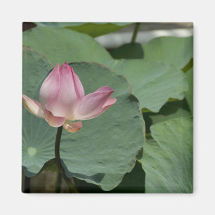 Aimant Vietnam, près de Saigon) My Tho. Vinh Trang 2