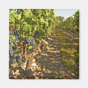 Aimant vignes de Cabernet Sauvignon alignées dans le