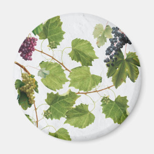 Aimant Vignoble de raisins Ile grecque méditerranéenne