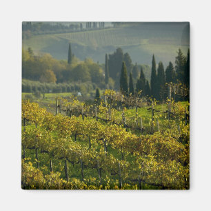 Aimant Vignoble, Toscane, Italie