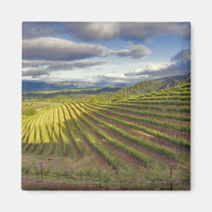 Aimant Vignoble. Vallée de Napa. Napa. Comté de Napa,