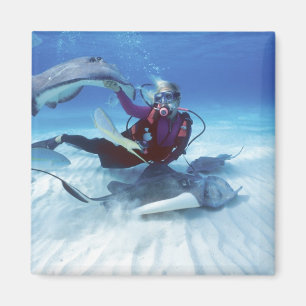 Aimant Ville de Stingray, Grand Cayman, îles Caïmans,