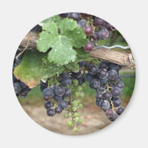 Aimant Vin sur la vigne