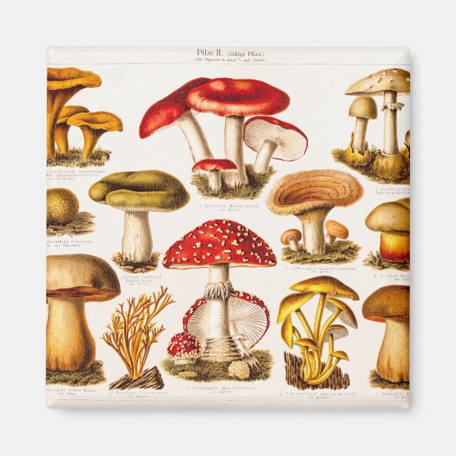 Aimant Vintage 1800 s Mushroom Variety (Devant)