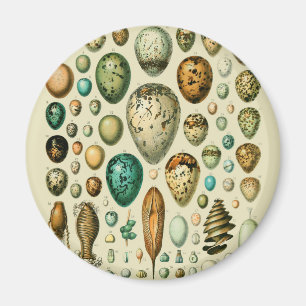 Aimant Vintage Bird Eggs French Fish Egg