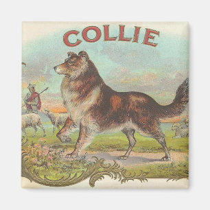 Aimant Vintage Collie
