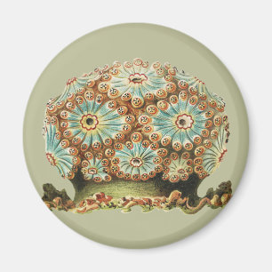 Aimant Vintage Ernst Haeckel Vie marine sarcelle orange