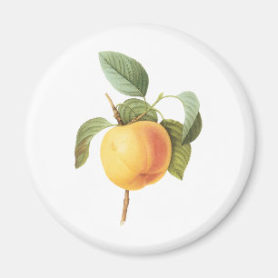 Aimant Vintage Fruit Food, Calville Apple par Redoute