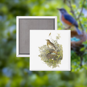 Aimant Vintage Grive Garde Ses Oeufs