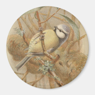 Aimant Vintage Illustration of Bluetit