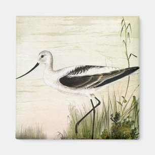 Aimant Vintage Marine Life Shorebirds, Avocet Birds