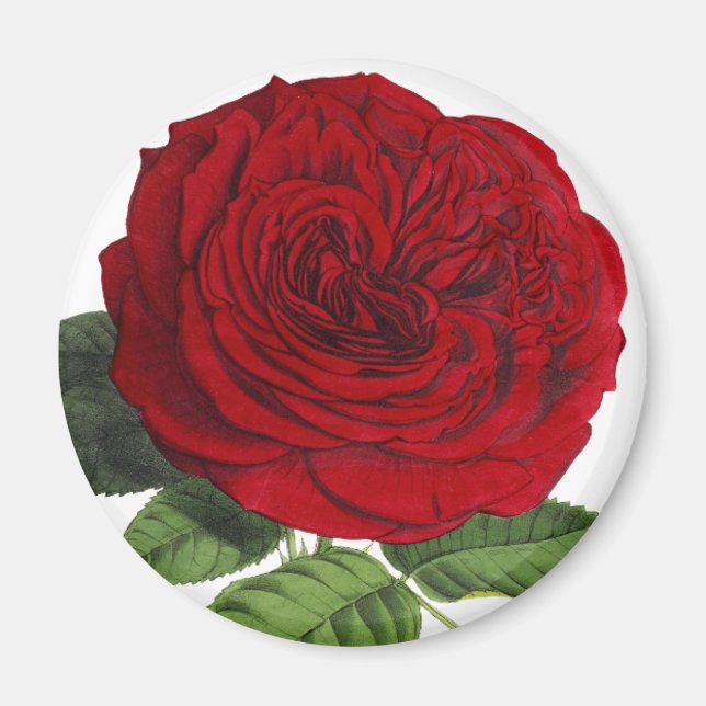 Aimant Vintage Rouge Rose Rose (Devant)