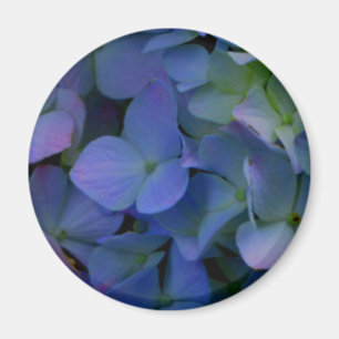 Aimant Violet violet rose bleu hydrangée fleurie