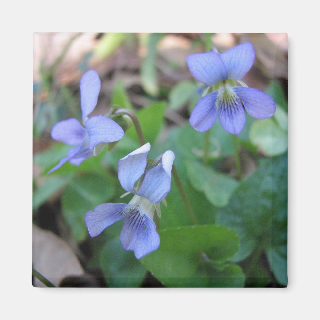 Aimant Violets Bleus (Devant)