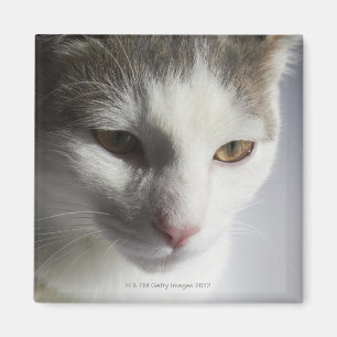 Aimant Visage d'un chat