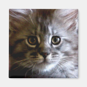 Aimant Visage mignon Maine Coon Kitten