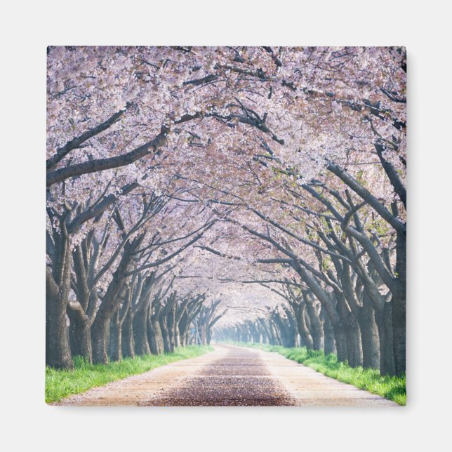Aimant Voie Cherry Blossom (Devant)