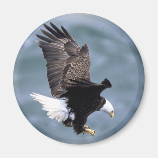 Aimant Vol d'aigle