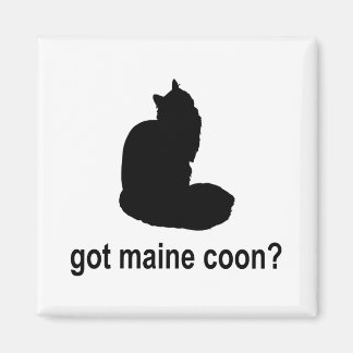 Aimant Vous avez Maine Coon ?