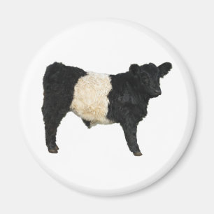 Aimant Vous voulez un Oreo ? Vache galloway ceinturée