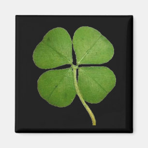 Aimant Vrai noir de shamrock de trèfle de 4 feuilles