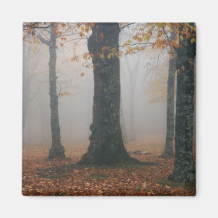 Aimant Vue automnale d'une forêt brumeuse, Grandfather 2