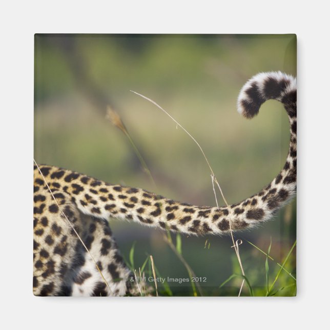 Aimant Vue de la queue de léopards (Panthera pardus), (Devant)
