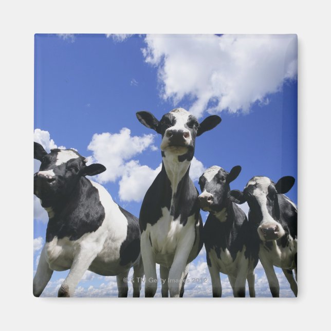 Aimant Vue de quatre jeunes veaux (Devant)