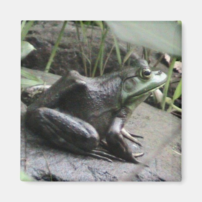 Aimant Vue latérale de la grenouille taureau (Devant)