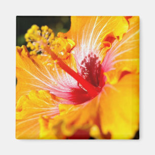 Aimant Vue latérale de l'Hibiscus orange