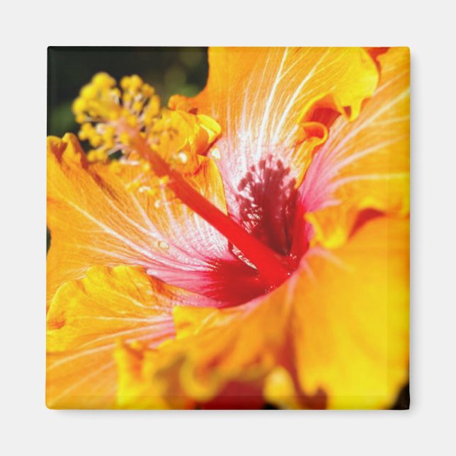 Aimant Vue latérale de l'Hibiscus orange (Devant)