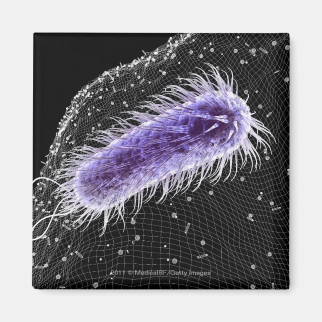 Aimant Vue microscopique d'une cellule hélicobacter pylor (Devant)