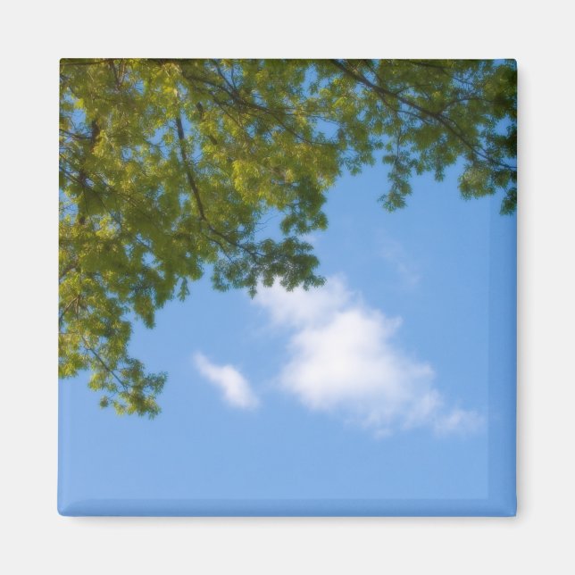 Aimant vue sur le ciel avec le sommet de l'arbre (Devant)