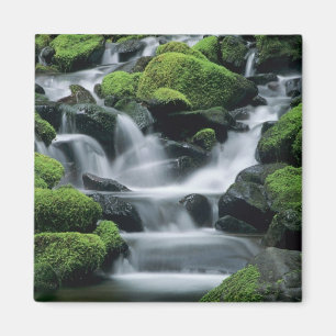 Aimant WA, parc national Olympique, vallée de Sol Duc, ru