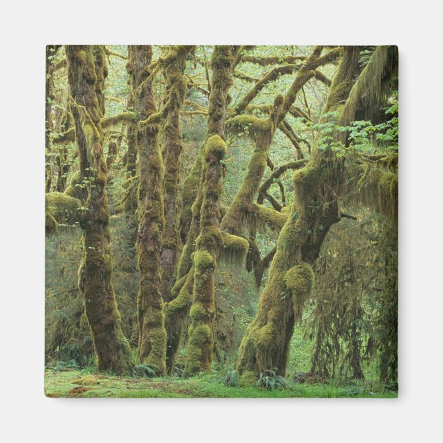 Aimant WA, Pôle olympique, Forêt de la pluie Hoh, Hall of (Devant)