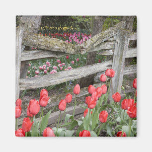 Aimant WA, vallée de Skagit, jardin de tulipes Roozengaar