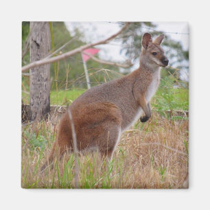 Aimant wallaby
