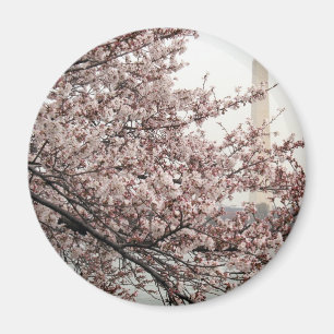 Aimant Washington DC de fleurs de cerisier
